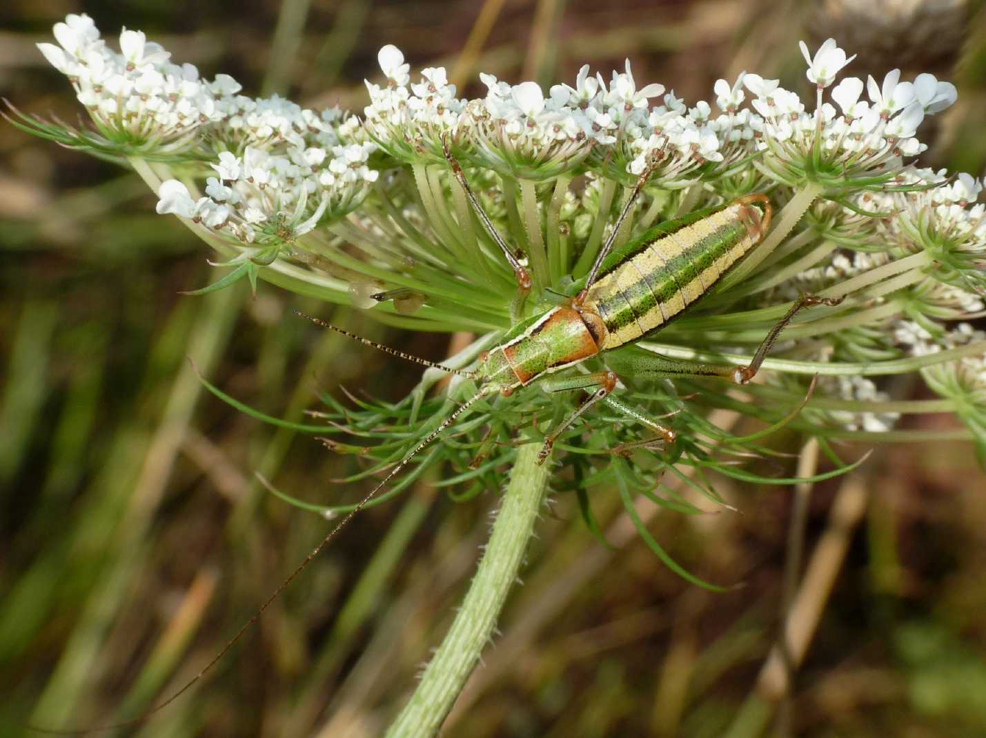 Phaneropteridae: Poecilimon jonicus superbus